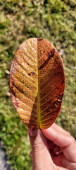 dry autumn foliage wet with dew being held by woman