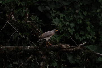 Rivers of the Amazon rainforest with green landscape