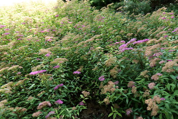 Spiraea japonica