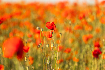 A poppy field in summer at sunset
