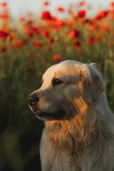 Portrait of a Golden Retriever posing in a poppy field in summer at sunset