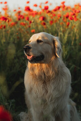 Portrait of a Golden Retriever posing in a poppy field in summer at sunset