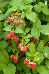 red raspberries on a branch