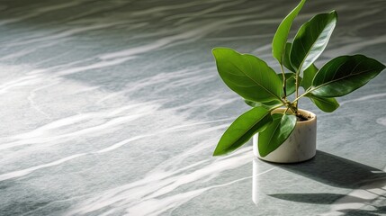  a small potted plant sitting on top of a table.  generative ai