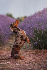 Miniature black merle dachshund on her hind legs poses in a lavender field