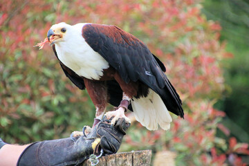 A view of an African Sea Eagle