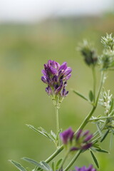 fleur de luzerne medicago sativa culture agriculture plante fourragère engrais vert fabacée légumineuse fleur mauve jolie fleur