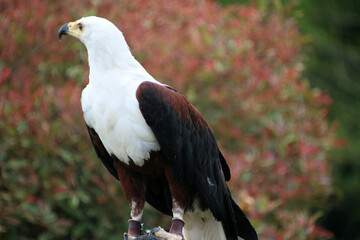 A view of an African Sea Eagle