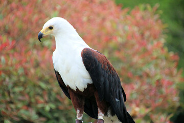 A view of an African Sea Eagle