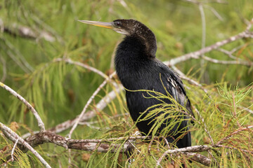 Anhinga in some pine trees