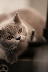 Katze spielt mit wasser