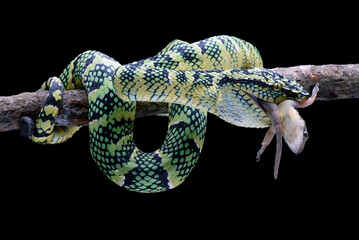 Temple pit viper eating a prey