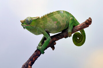 Female fischer chameleon on a white background - obrazy, fototapety, plakaty