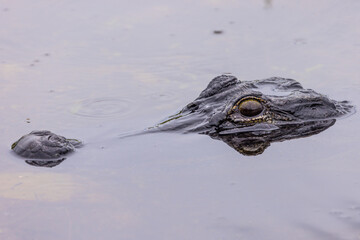 Alligator snout sticking out of the water