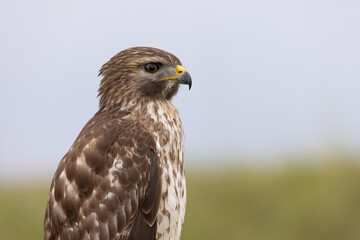 Hawk portrait out in the field