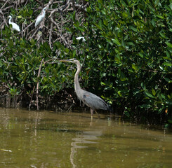 Brown heron in saltpeter river next to mangroves