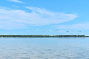 Flamingos flying over river near mangroves