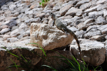 Sunbathing Iguana on Textured Stone