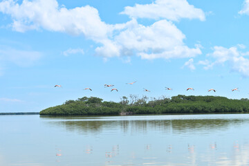Flamingos soaring over the river near the mangroves in search of food