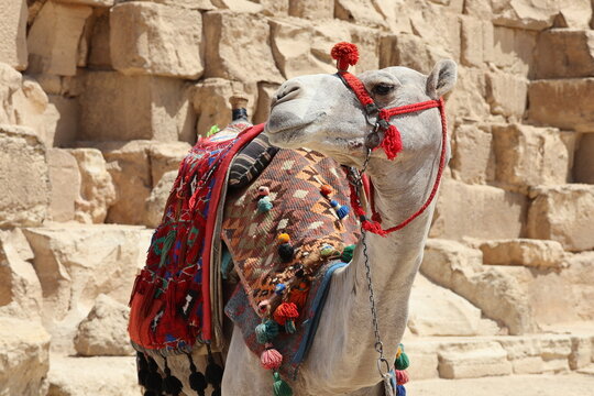 camel that looks beautiful