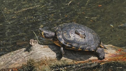 Obraz premium Pond Slider Water Turtle Sitting on Wooden Branch Tree Stump