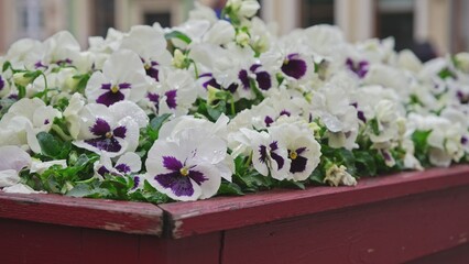 Fototapeta na wymiar Beautiful White and Purple Pansies Flowers Growing in Retro Style Wooden Flower Pot