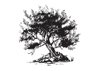 Olive tree hand drawn illustrations, sketch. Vector.	
