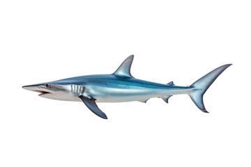  Thresher shark Alopias, Transparent background. generative AI