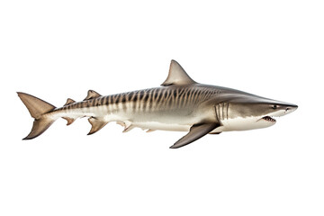 Fototapeta premium Tiger shark Galeocerdo cuvie, Transparent background. generative AI