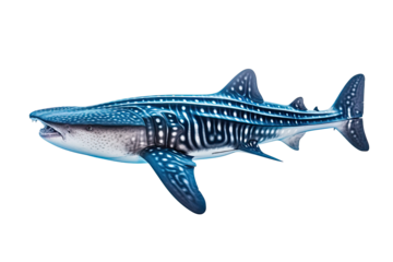  Whale shark Rhincodon typus, Transparent background. generative AI