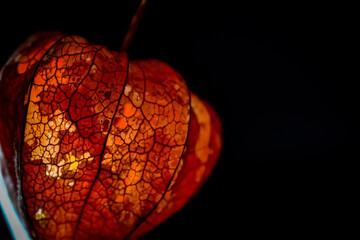 light through autumnal orange yellow red glowing lantern plant nature chinese lantern