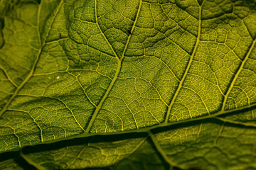 light shining through leaf detailed macro shot of green leaf veins 