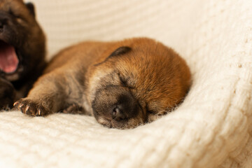 Cute newborn shiba inu puppy on a white plaid blanket