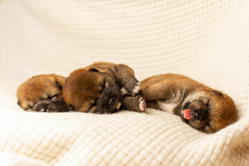 Newborn shiba inu puppies sleep together on a white blanket