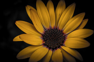 macro detailed yellow flower petals with dark green black background 