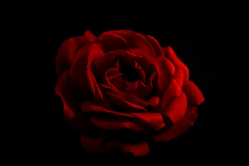 Dramatic red rose against black background macro detail close up shadows