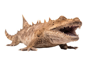 Fototapeta premium Woegong shark Orectolobidae, Transparent background. generative AI