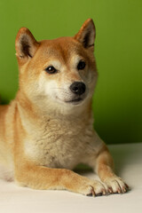 Shiba Inu dog lying on a green background