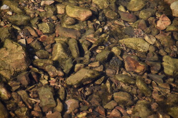 Fish and Rocks in a Stream