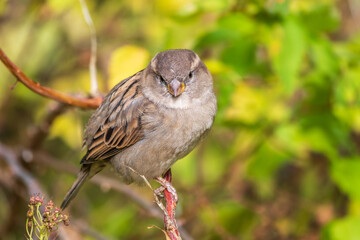 Sparrow sitting on a green branch in autumn. Sparrow with playful poise on branch in autumn or summer
