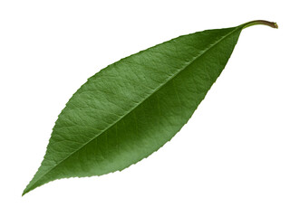 Obraz premium Green leaf isolated on white background