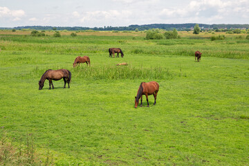 Herd of brown horses grazing in the meadow