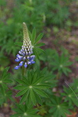 Lonely blooming purple lupine with beautiful green leaves. Vertical. Bokeh background.