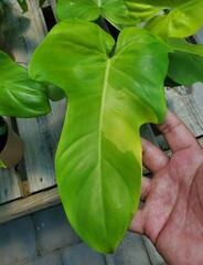 A sport variegated leaf of Philodendron Golden Violin, a rare tropical plant © Khairil