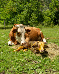 A 5 minute old newborn calf is lying on its side next to its cow mother.