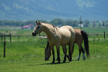 Obraz premium Buckskin horses grazing in mountain pastures