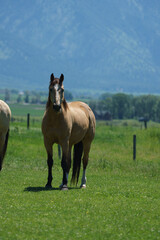 Buckskin horses grazing in mountain pastures