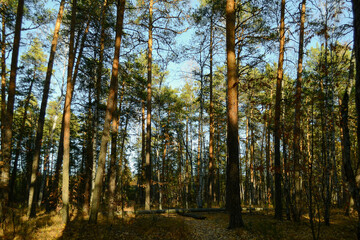 Tall pine trunks are illuminated by the evening sun in a dense autumn forest