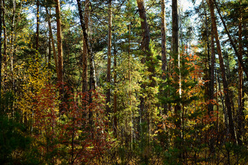 Multicolored leaves in the dense thicket of the autumn forest