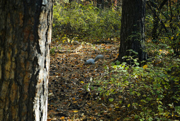 Wild fluffy gray squirrel in the dense thicket of the forest looking for food among the fallen leaves © Maxwell Turnhouse